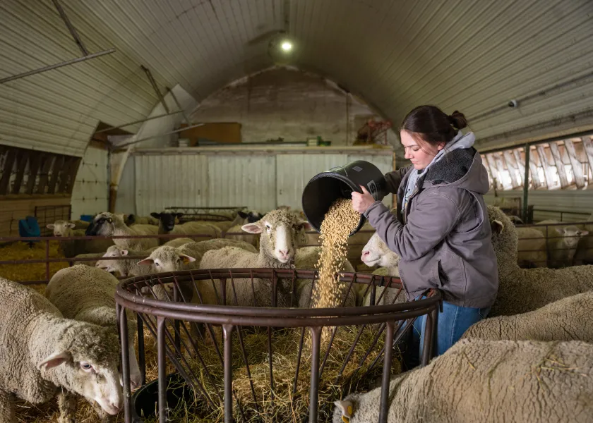 A student refilling a feed trough for sheep in a barn