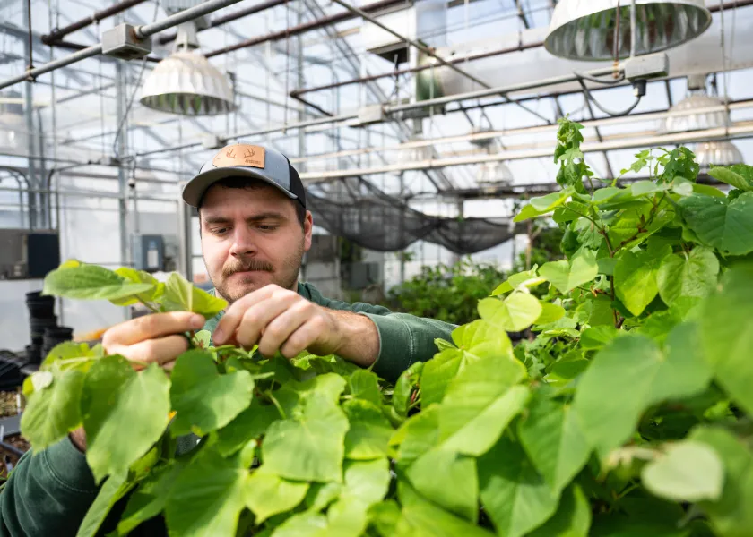 student evaluating plants in a greenhouse